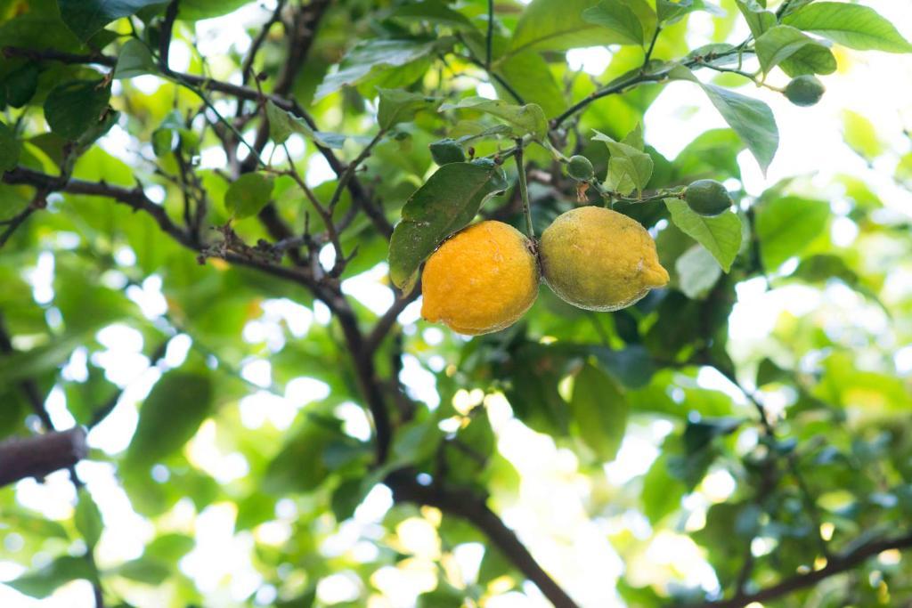 B&B L'Albero Dei Limoni 포르토스쿠소 외부 사진